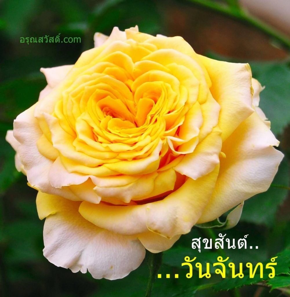 สวัสดีวันจันทร์ – อรุณสวัสดิ์